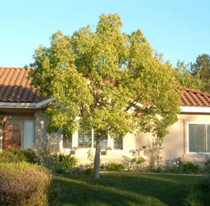 Low Maintenance Trees